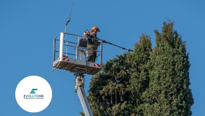 Tree Works In Autumn